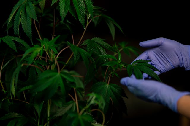 Person touching weed plant